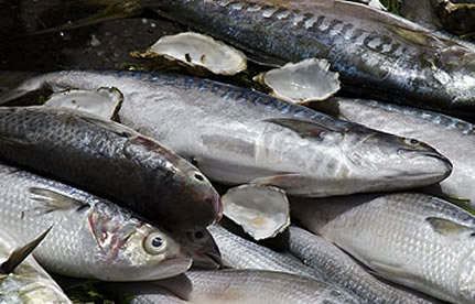 冻鱼入口流程和手续？？？？？？？？