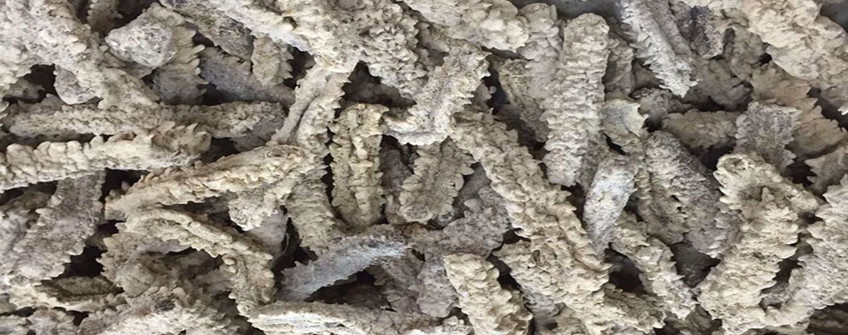 从加拿大入口海参怎样清关？？？？？？？？需要哪些资质？？？？？？？？