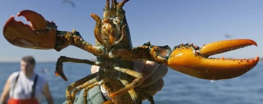 水产入口：波士顿龙虾入口中国现状