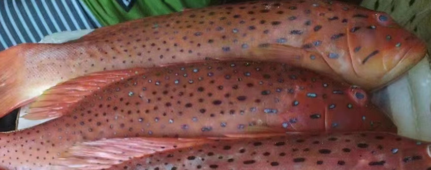 水产入口：菲律宾东星斑广州入口清关流程及手续