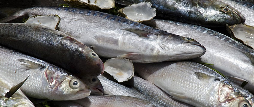 冻鱼入口流程和手续？？？？？？？