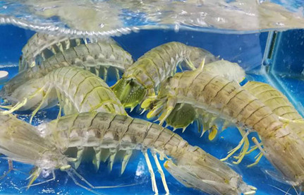 海鲜怎么入口报关？？？？？？？有哪些注重事项？？？？？？？